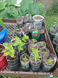 Mixed FRUIT TREES