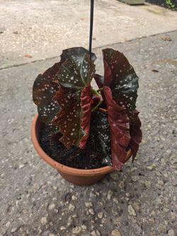 Begonia Maculata Cracklin Rosie