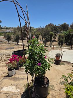$95 LAVENDER CRUSH CLIMBING ROSE 💜 8-gallon strong fragrance