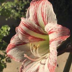 Amaryllis Plants 