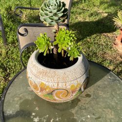 Beautiful Succulents With Vase 