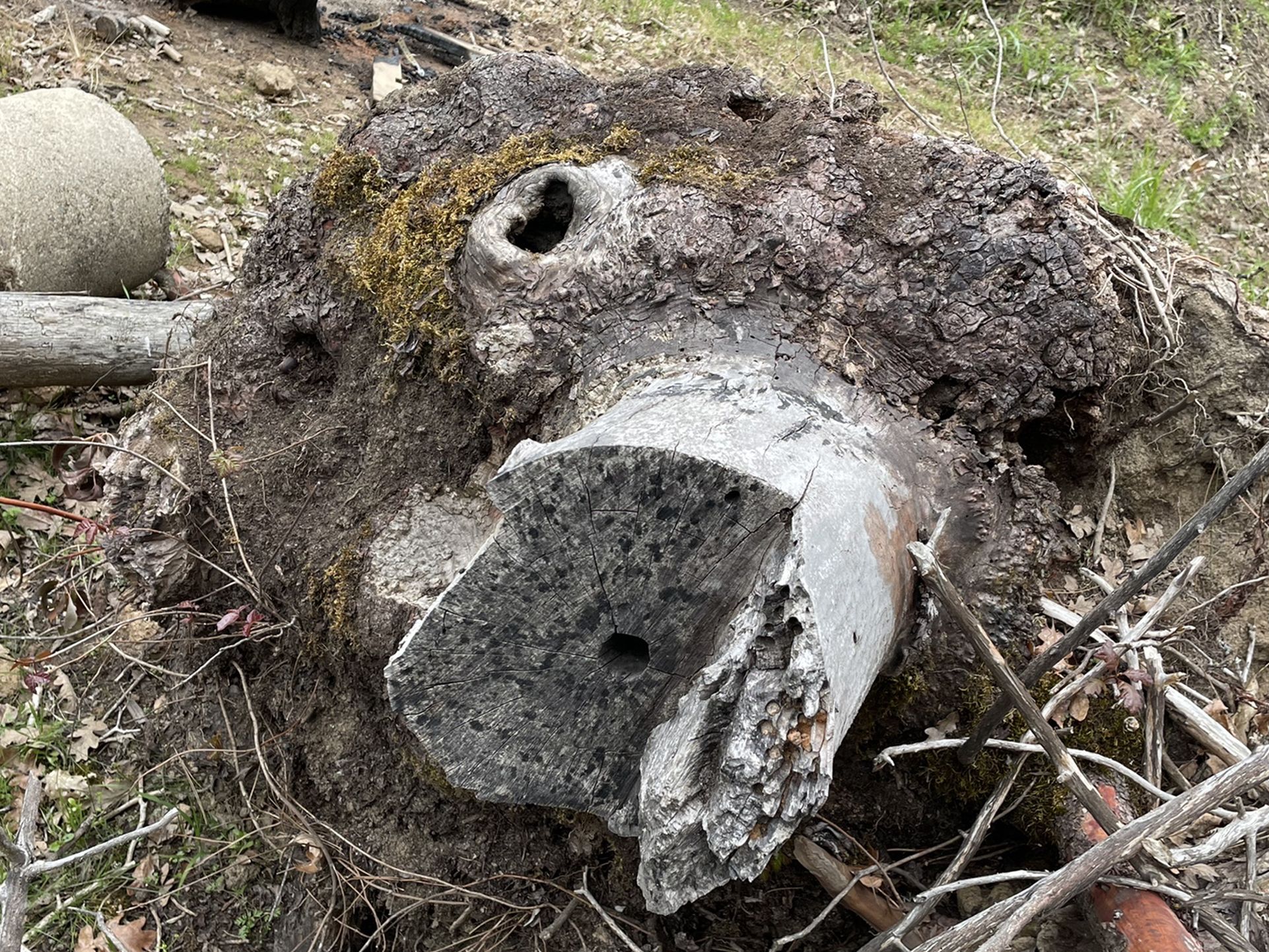 Trailer Load Of Madrone Burls