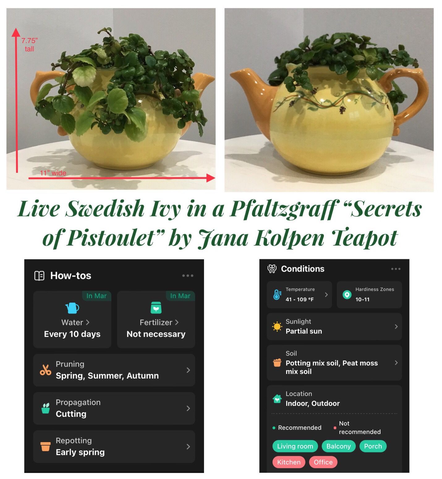 Live Swedish Ivy in a Pfaltzgraff “Secrets of Pistoulet” by Jana Kolpen Teapot