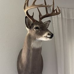 Deer Mount