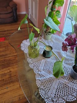 Monstera Plant