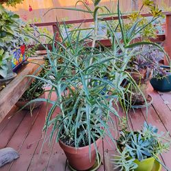 Candelabra Aloe Plant