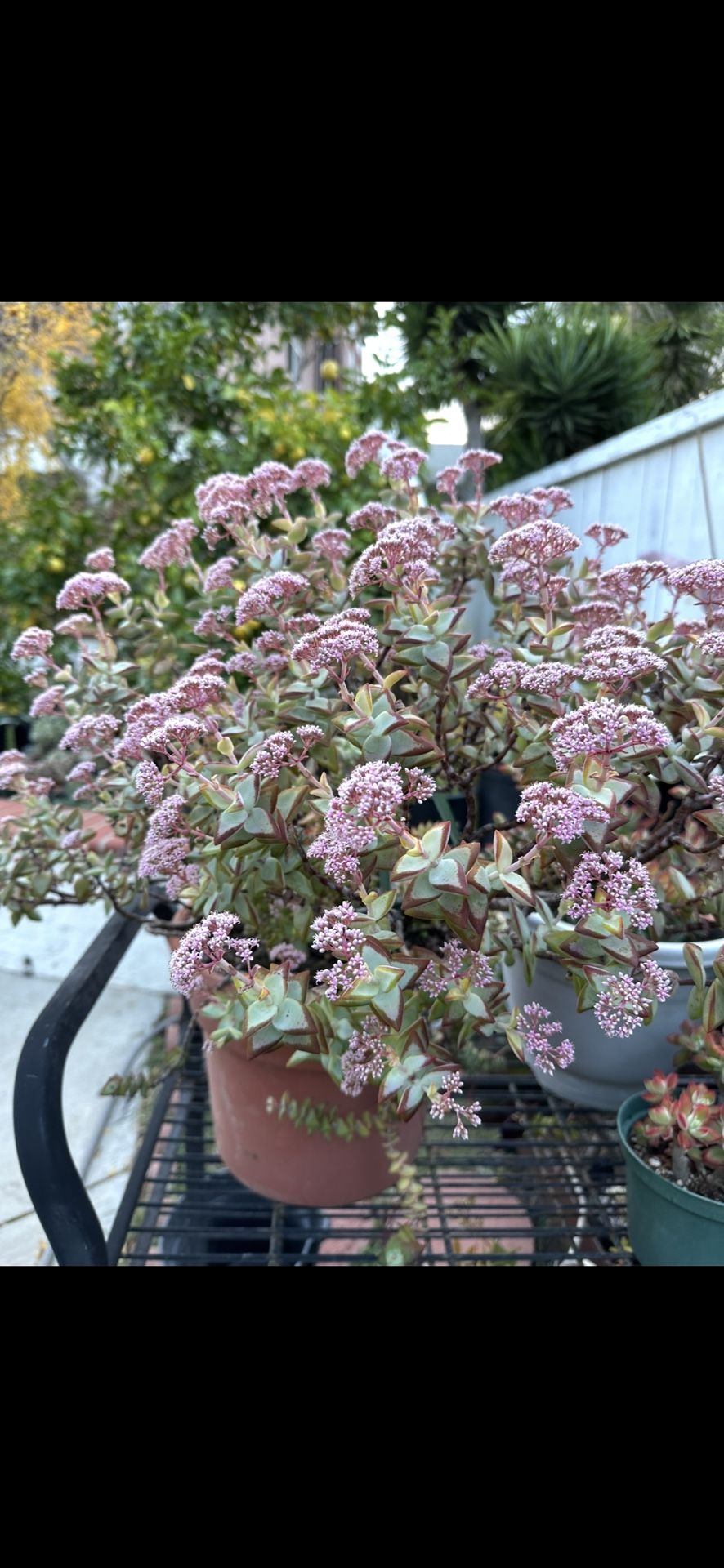 Huge string of buttons in 5 gallon hanging pot