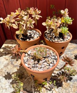 Mixed Succulent Arrangement in Decorative Planter– Pink Echeveria & Trailing Succulents