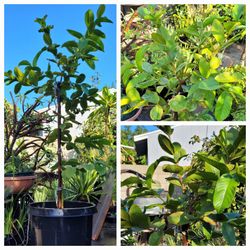 Guava Fruit Tree in Large Pot