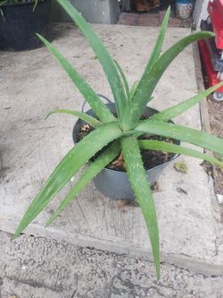 Aloe vera plant
