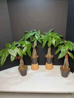 Lucky Money Trees $10 each ,15”tall.