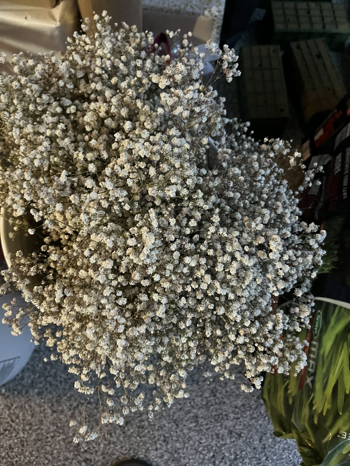 100 Stems Of Dried Baby’s Breath