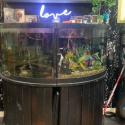 2–60gallon Bow Front Corner Fish Tanks