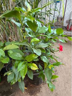 Meyer lemon tree