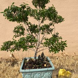 Bonsai Myrtle Plant With White Flowers $80