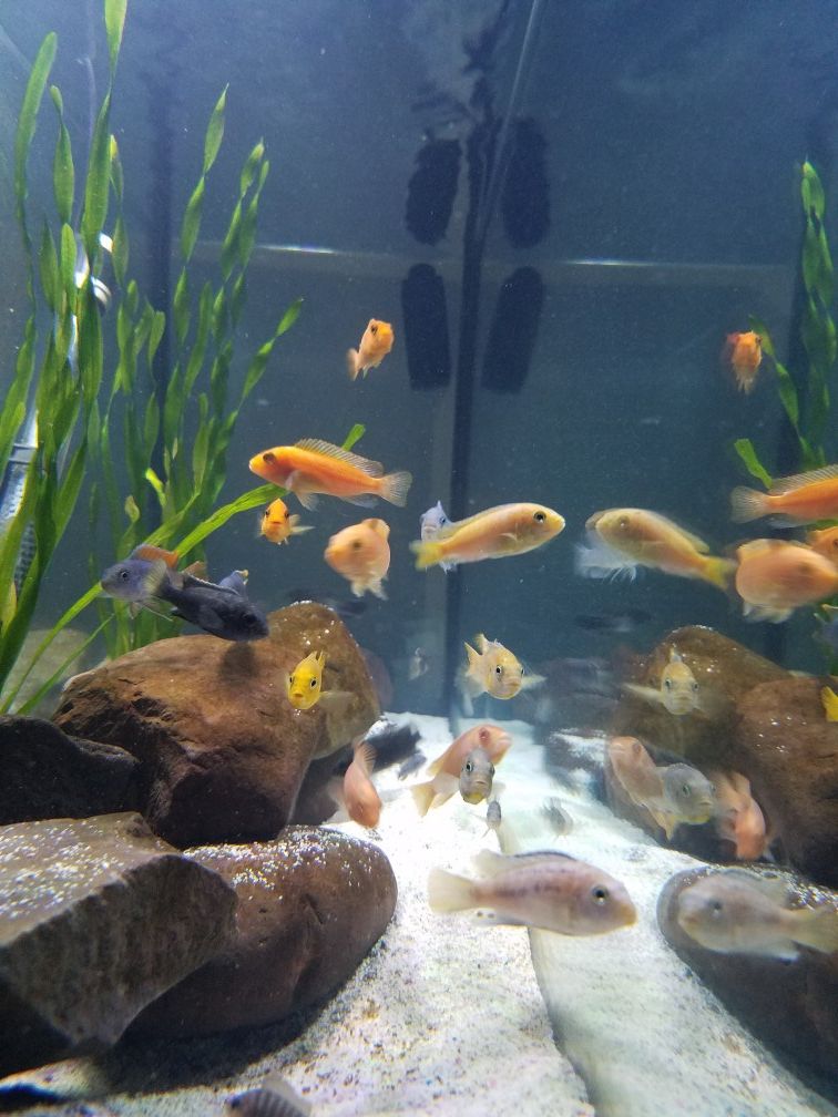 Free African cichlids only