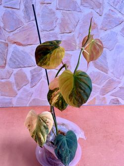 Philodendron Mican Aurea Highly Variegated Plant - 4inch #4