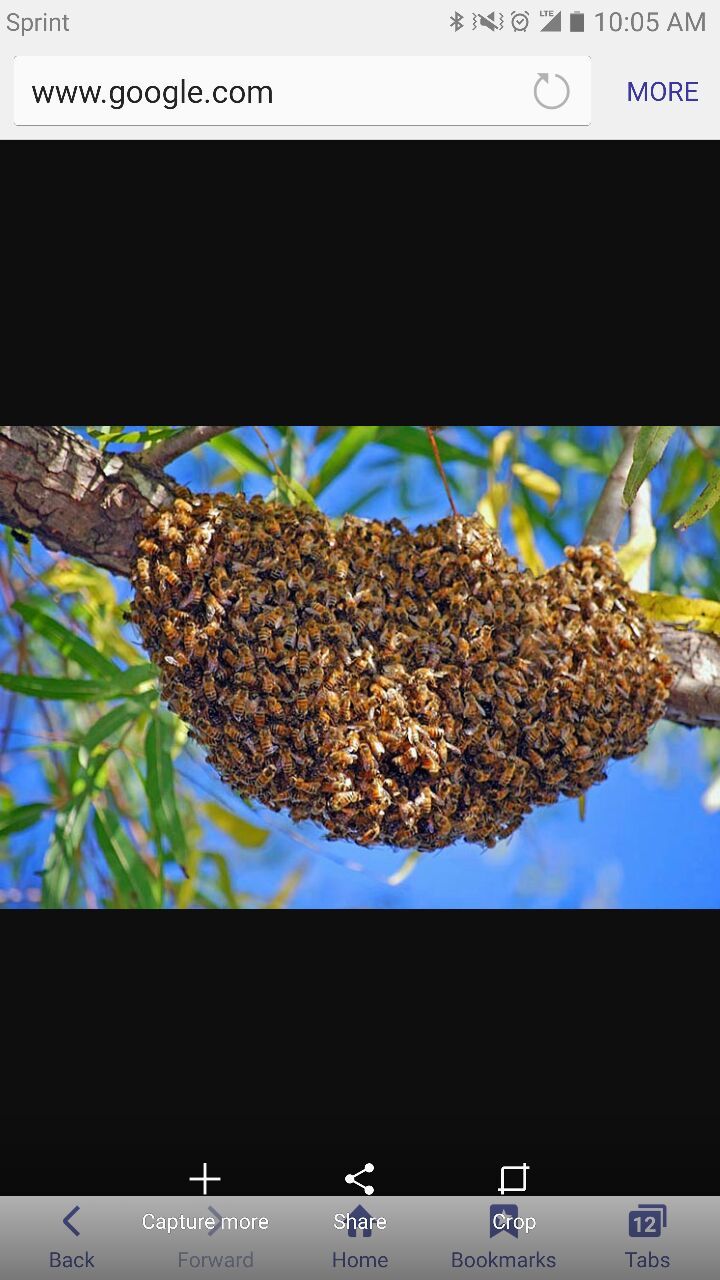 Honeybees, bee swarms, bees, bee nest
