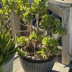 Large Old Live Succulent Flower Plant 🌱 