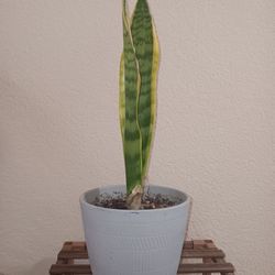Snake Plant