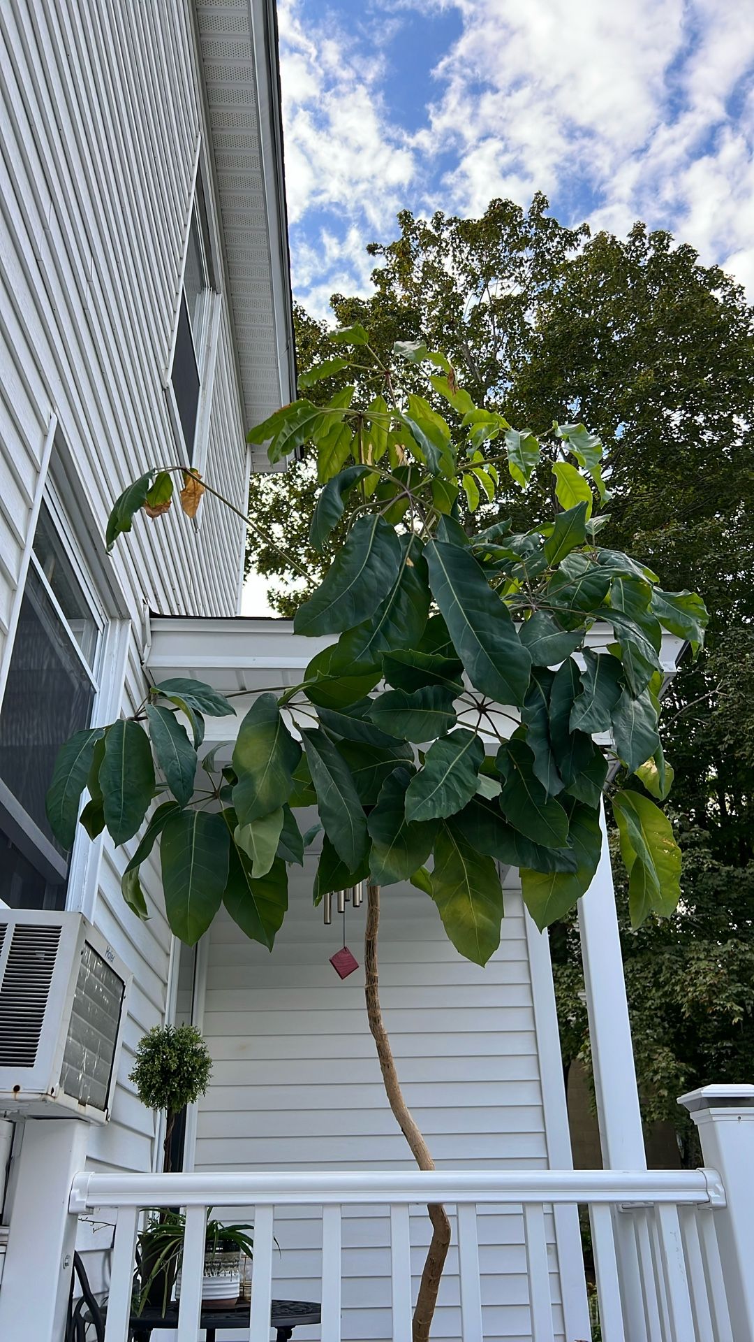 Large Plant