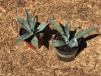 Agave Cactus Plants