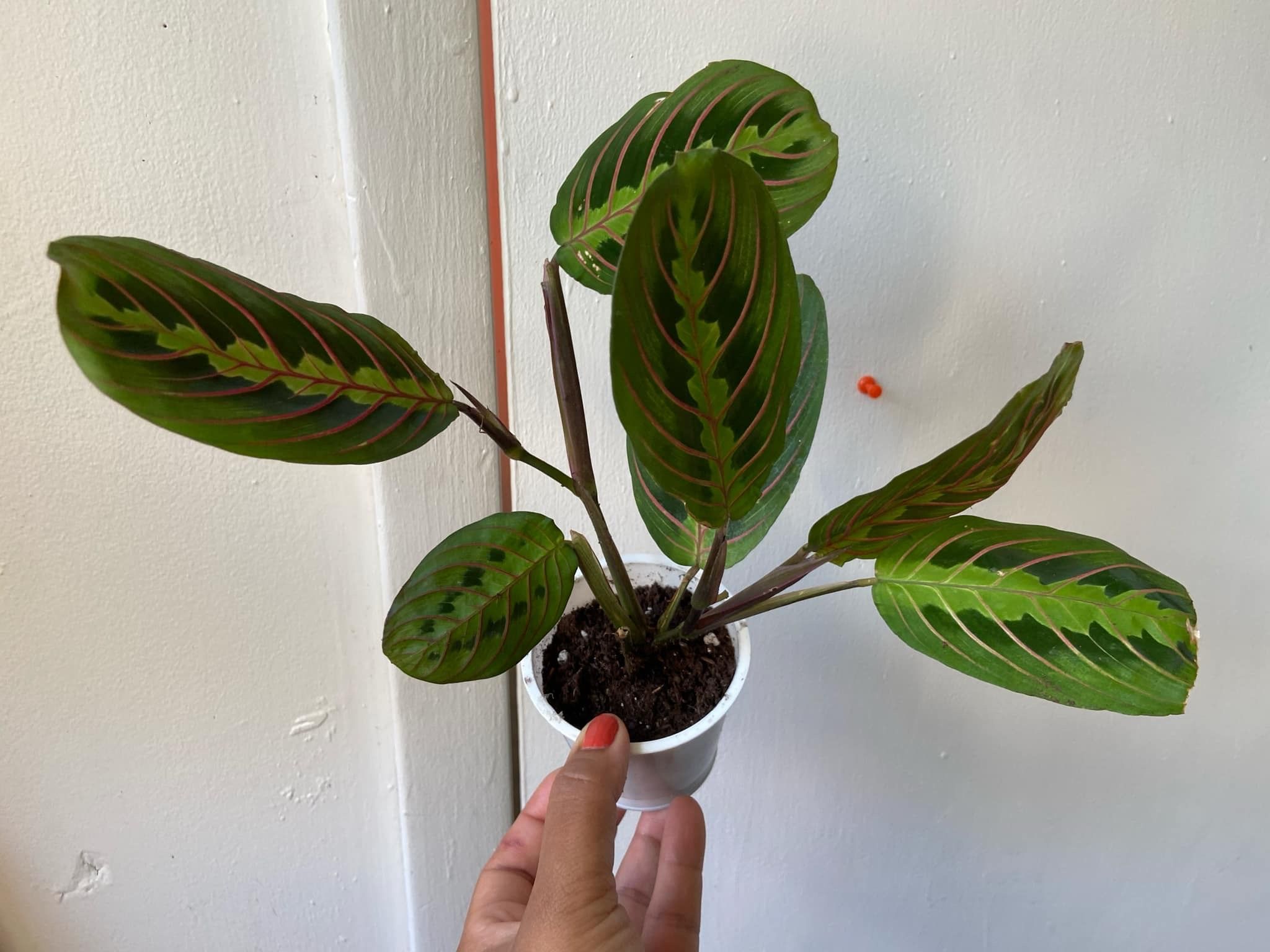 Read⬇️ Prayer Plant “4 Inch Pot”