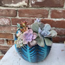 Variety Of Colorful Succulents 