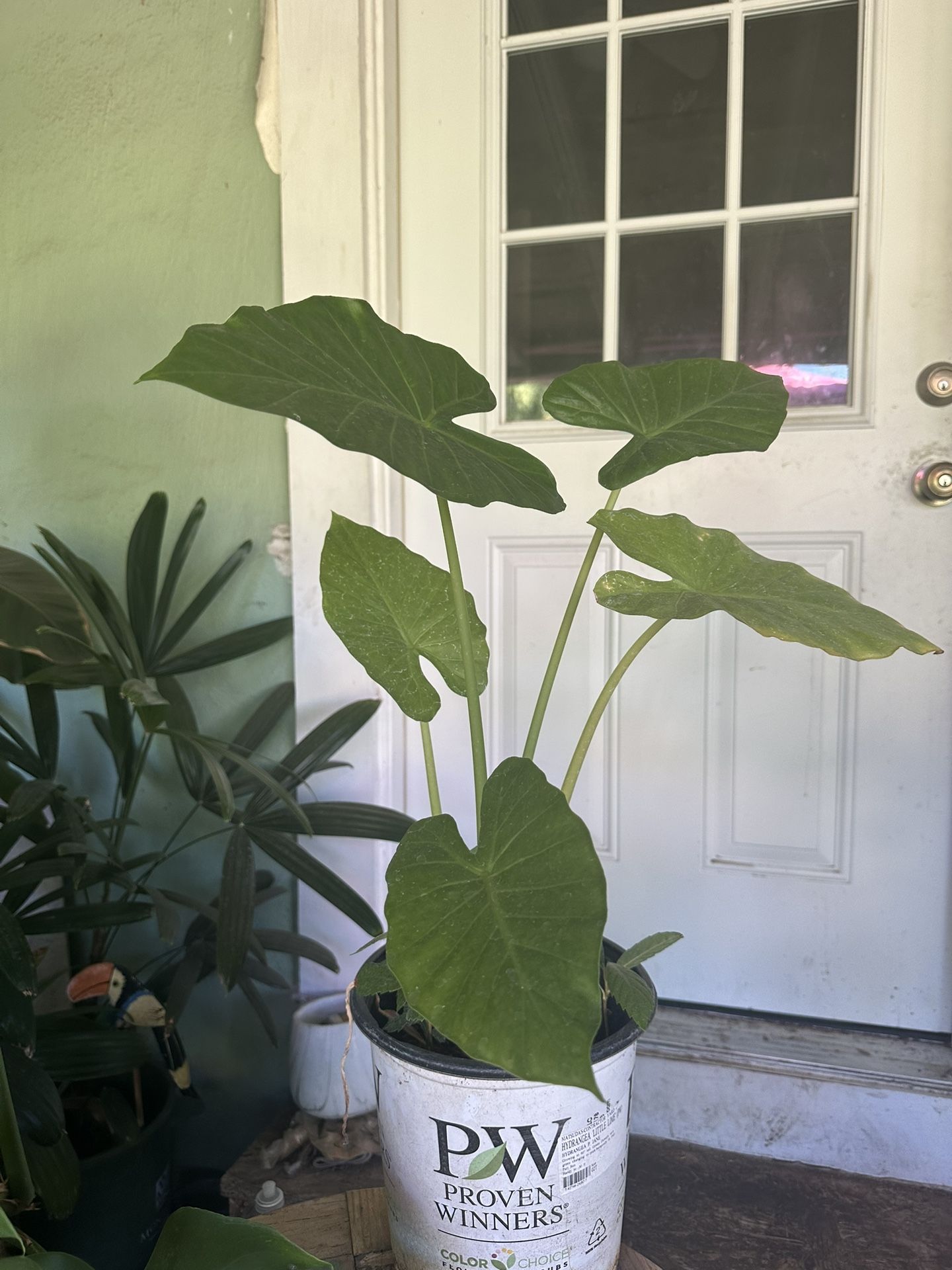 Elephant Ear Plant