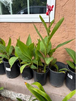 Red canna lily