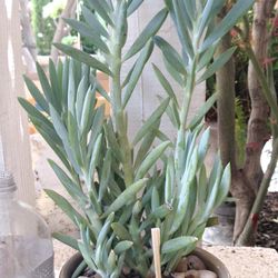 Large Tall Blue Senecio 'Skyscraper' 25 In Tall Succulent Plant $15 See Description Below