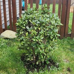 Rhododendron 