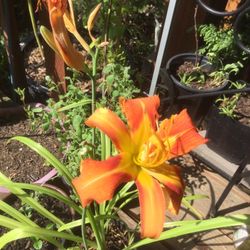 Daylily 