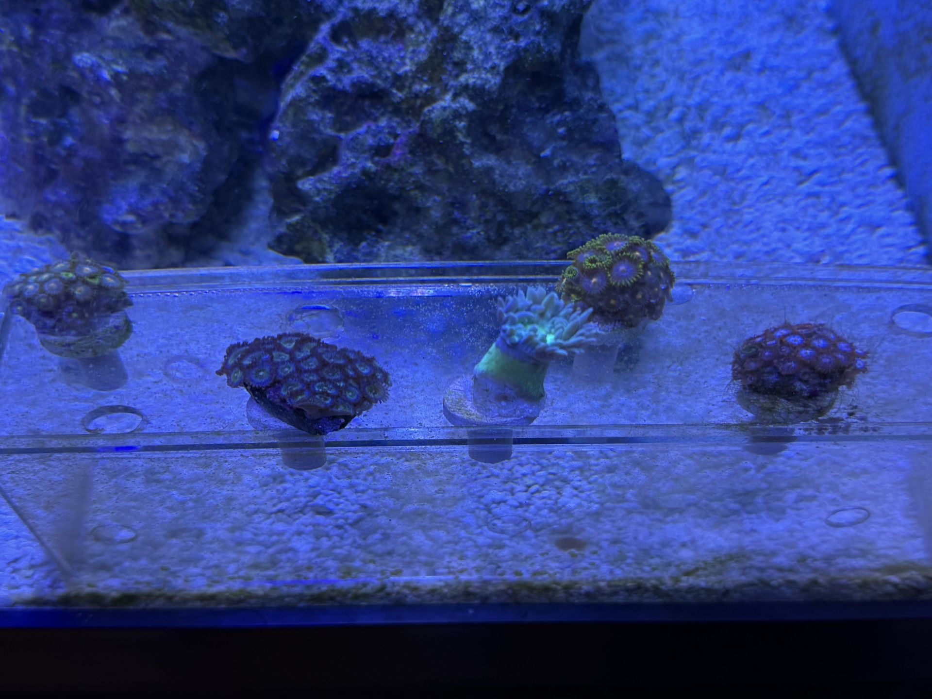 Coral Decorations