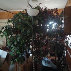 Fake Plants 10$ Takes All