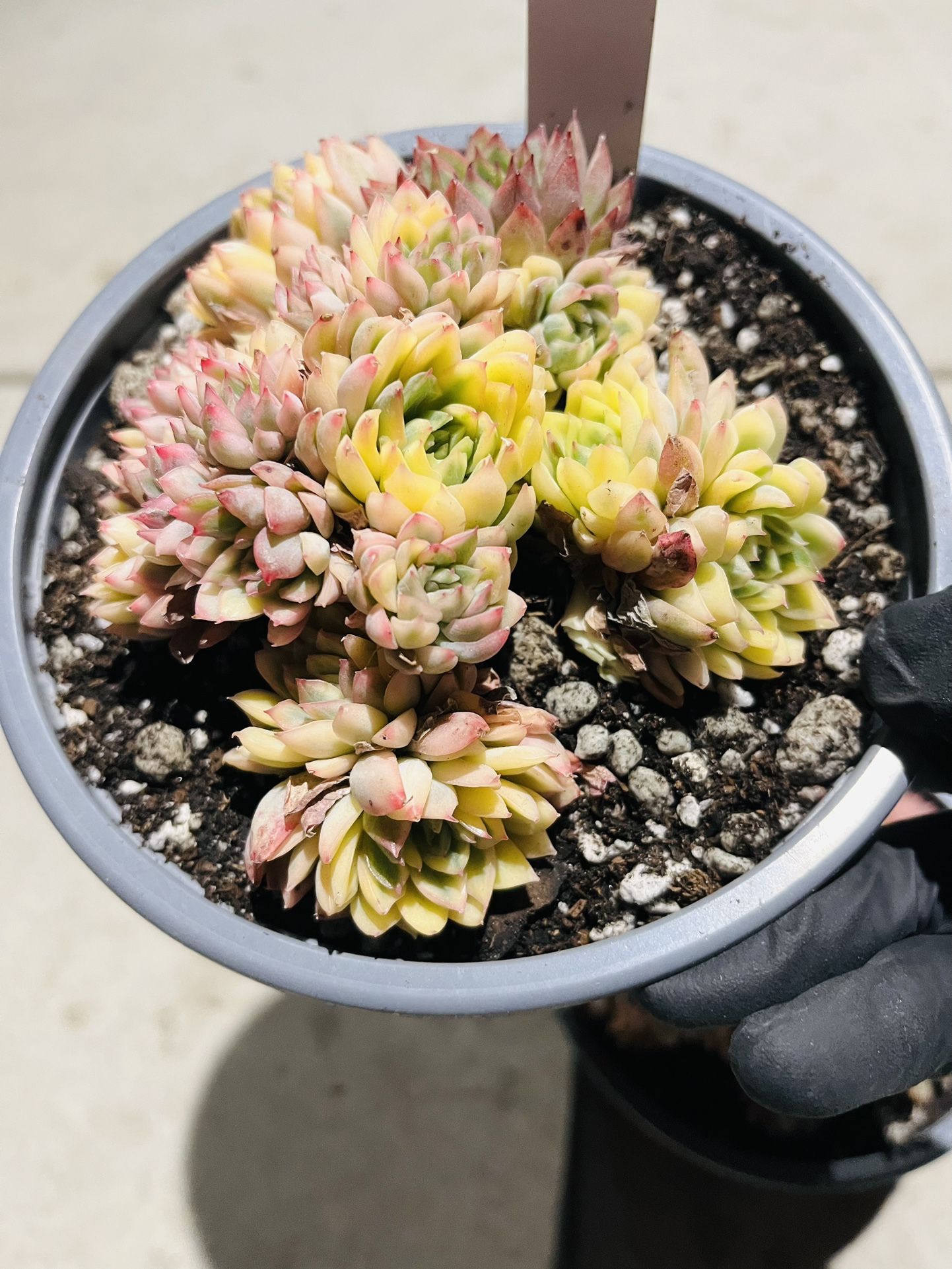 Echeveria Mebina Variegated Cluster,All Products : American Fashion Style Bags On Sale
