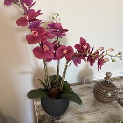 Orchid Plant Pink 