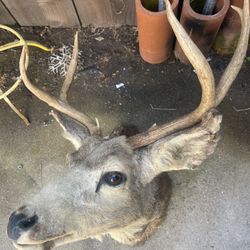 DEER HEAD MOUNT