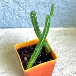 Senecio  Stapelliformis Plant 