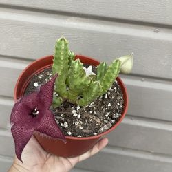 6” Stapelia Grandis