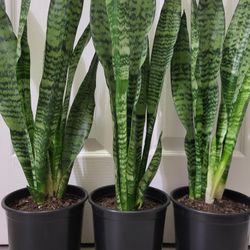 🌿Healthy Live Air Purifying Houseplant Mother In Law Tongue Or Snake Plant 29"-32"Tall In Pot 7" ~ Easy To Grow ~  $20/Ea