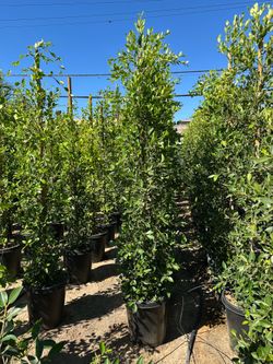 Ficus Nitida Indian Laurel privacy hedge