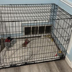 Dog Kennel