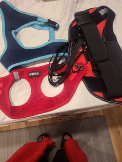 Dog Harness