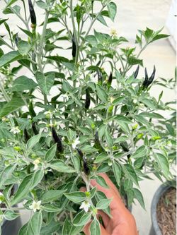 🔥 5-Gal Black Cobra Pepper Plant – Flowering & Heavy Fruiting 🔥
