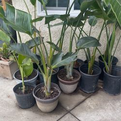Bird Of Paradise $32each
