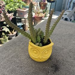 Una Succulents 