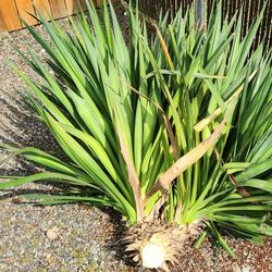 Very Large Yucca Cuts