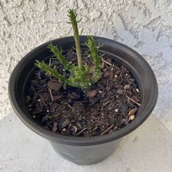 6 Inch Pot Rare Succulent Plant - Medusa Head - Euphorbia Flanaganii - Drought Resistant - Ground Covering Succulent - Yellow Flowers 🪴 