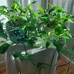 Plants for sale